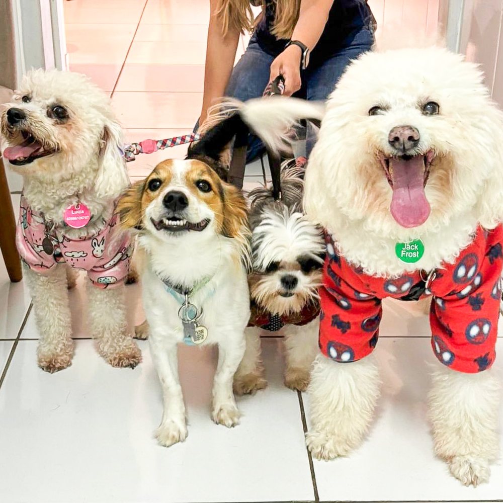Pacientes da PetitPet Clínica Veterinária